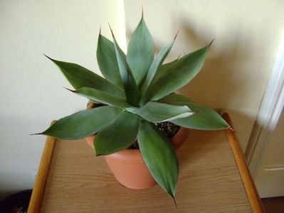 Agave ovatifolia