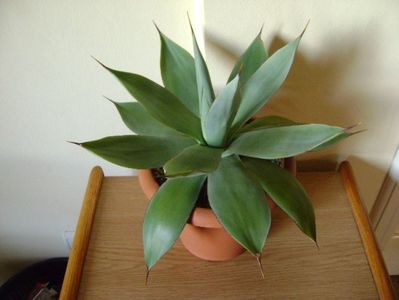 Agave ovatifolia