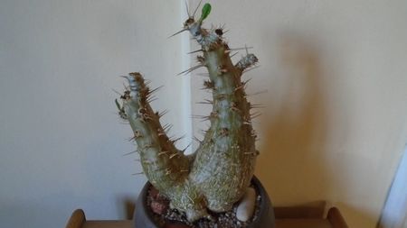 Pachypodium lealii ssp. saundersii, inceput de vegetatie; replantat in 2 martie 2020
