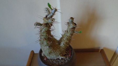 Pachypodium lealii ssp. saundersii, inceput de vegetatie; replantat in 2 martie 2020
