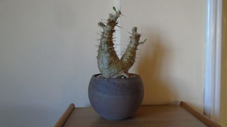 Pachypodium lealii ssp. saundersii, inceput de vegetatie; replantat in 2 martie 2020
