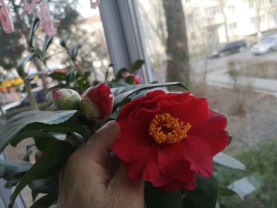 camelia rosie 03 .2020