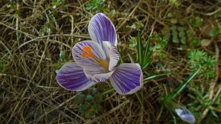 Crocusi