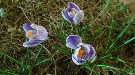 Crocusi