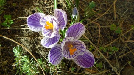 Crocusi