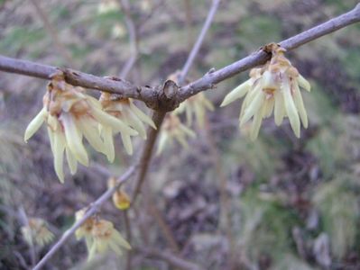 Arbustul zânei (Chimonanthus praecox)