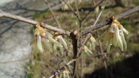 Arbustul zânei (Chimonanthus praecox)