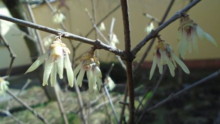 Arbustul zânei (Chimonanthus praecox)