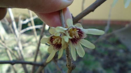 Arbustul zânei (Chimonanthus praecox)