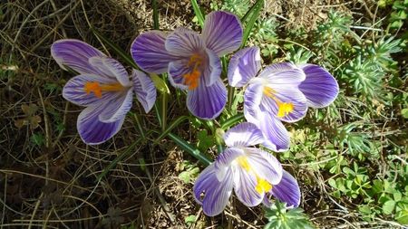 Crocusi