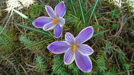 Crocusi