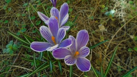 Crocusi