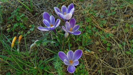 Crocusi