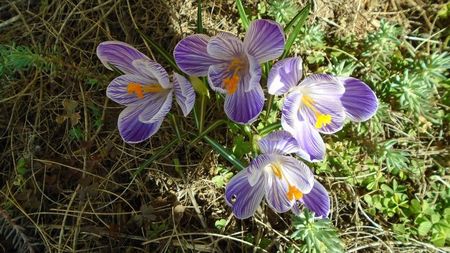 Crocusi