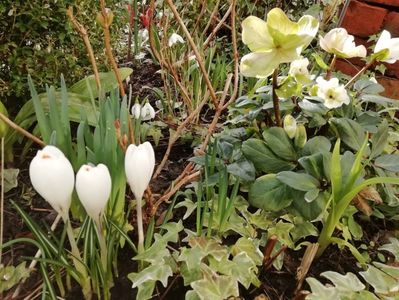 Crocus Jeanne d'Arc