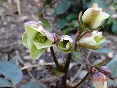 helleborus Emma