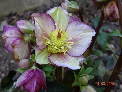 helleborus Carlotta