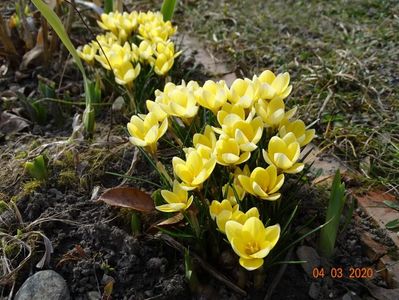 crocus Cream Beauty