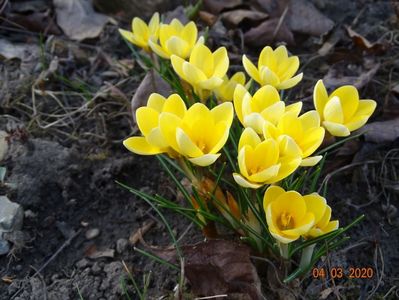 crocus Cream Beauty