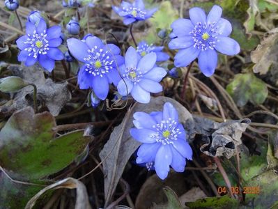 hepatica transsilvanica