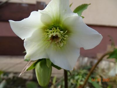 bebe helleborus