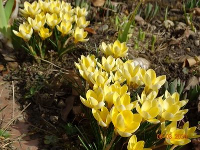 crocus Cream Beauty