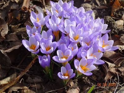 crocus Firefly