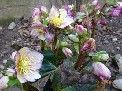 helleborus Carlotta