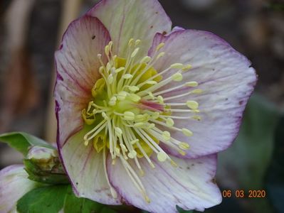 helleborus Carlotta