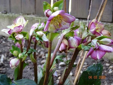 helleborus Carlotta