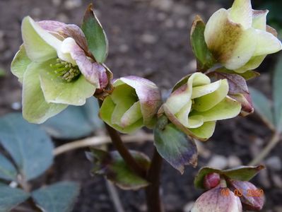 helleborus Emma