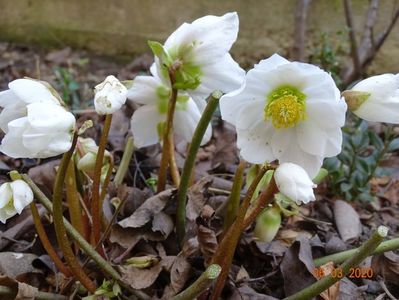 helleborus niger