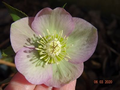 bebe helleborus