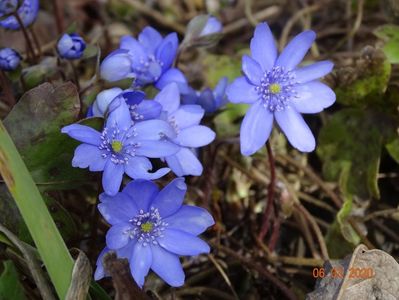 hepatica transsilvanica