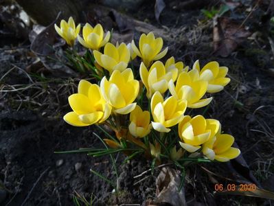 crocus Cream Beauty