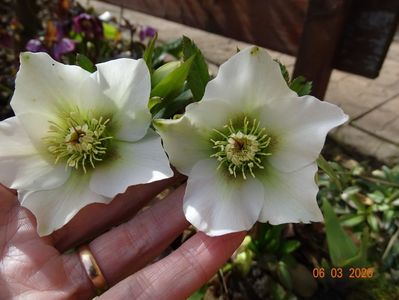 bebe helleborus