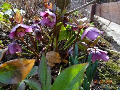 helleborus orientalis