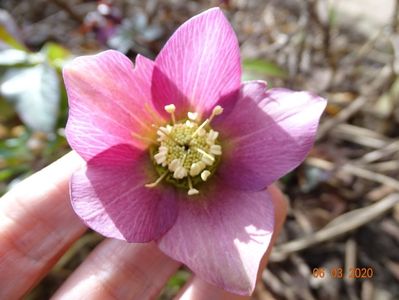 bebe helleborus