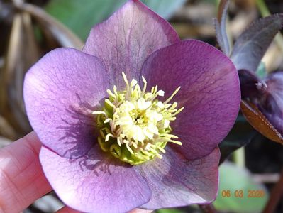 bebe helleborus