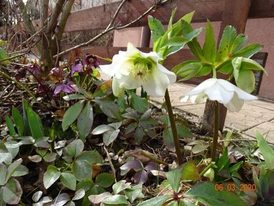 bebe helleborus