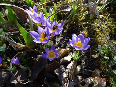 crocus Tricolor