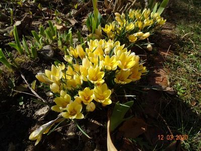 crocus Cream Beauty