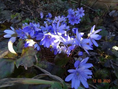 hepatica transsilvanica