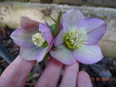 bebe helleborus