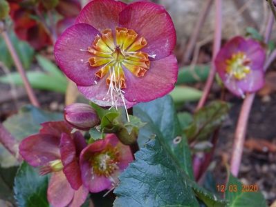 helleborus Benotta