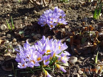 crocus Firefly