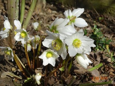 helleborus niger