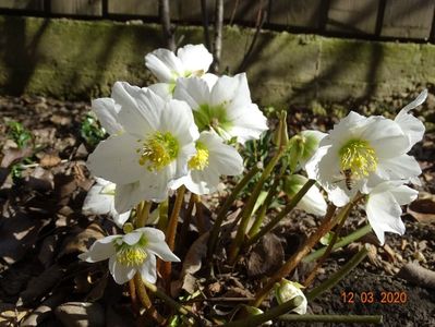 helleborus niger