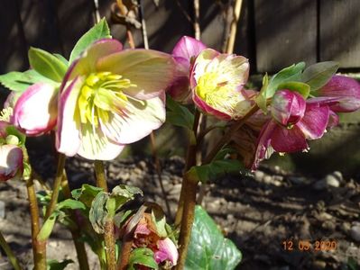 helleborus Carlotta