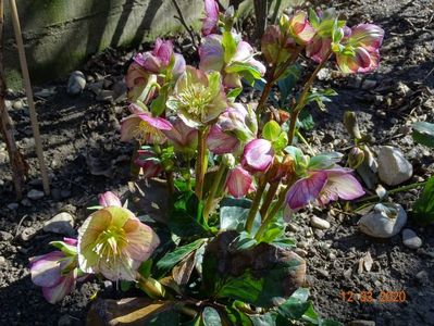 helleborus Carlotta